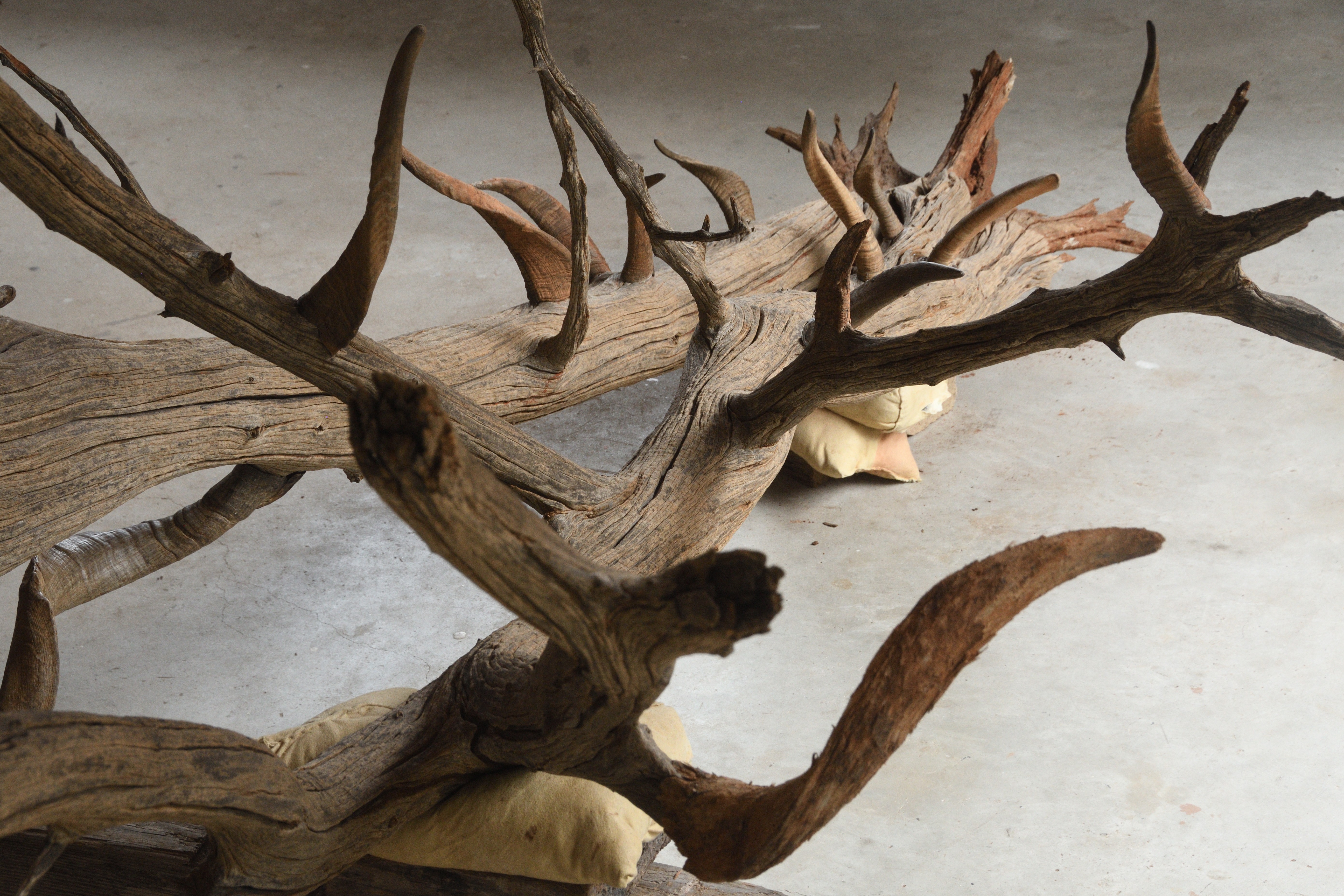 Dragon Goat Mulga mulga tree, soundtrack , wild goat horns, old sawhorses 